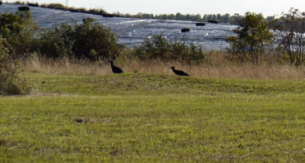 Ibis eremita?